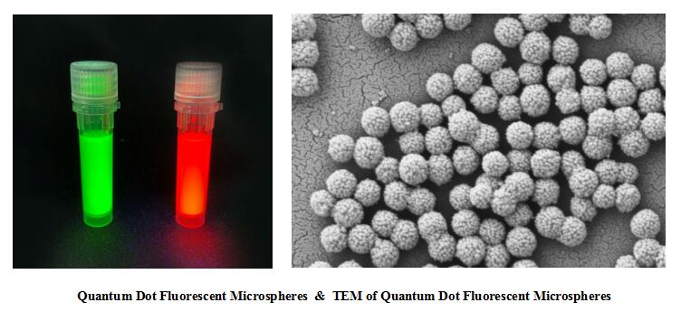 Quantum Dot Fluorescent Microspheres &  TEM of Quantum Dot Fluorescent Microspheres.jpg